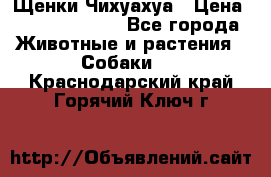 Щенки Чихуахуа › Цена ­ 12000-15000 - Все города Животные и растения » Собаки   . Краснодарский край,Горячий Ключ г.